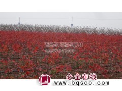 美国红枫秋火焰小苗供应 青岛美国红枫秋火焰苗大量供应图1