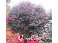 茶梅花苗 茶梅盆栽 茶梅苗 茶梅盆景 芳香花卉 苗友苗木图1