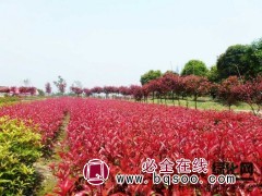 红叶石楠大杯苗 基地直销 苗圃 红叶石楠苗批发 苗友苗木图1