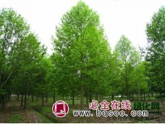 出售含笑花苗盆栽 乐昌含笑 批发植物盆栽 苗友苗木图1