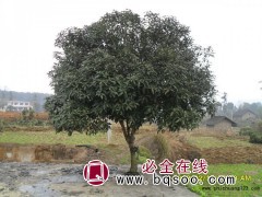 桂花冠幅150-800厘米，杂交马褂木8-20厘米供应 苗友图1