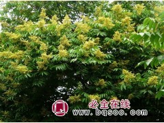 无患子（胸径8-80厘米），香泡（胸径10-30厘米）苗友图1