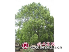 香樟（胸径8-150厘米），朴树（20-80厘米）图1