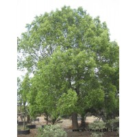 香樟（胸径8-150厘米），朴树（20-80厘米）