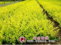 金叶女贞 绿化盆栽苗木 哪里有金叶女贞 苗友苗木 金叶女贞苗图1