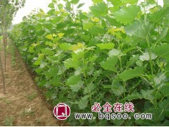 100万株107杨、鲁毛50 银虎生态种苗 杨树苗 郝继武图1