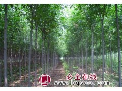20万株速生白蜡（园蜡二号） 山东白蜡基地 银虎生态苗木基地图1