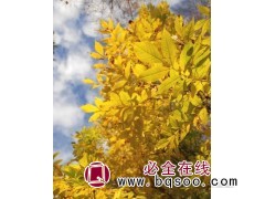 3万株金叶白蜡，60万株绒毛白蜡 山东白蜡 银虎生态图1