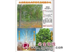 速生法桐20-68公分420株 山东速生法桐树 银虎生态苗木图1
