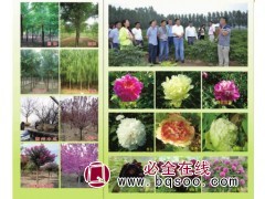 芍药花苗，菏泽芍药花，菏泽诚美花木供应芍药花苗 芍药花种子图1