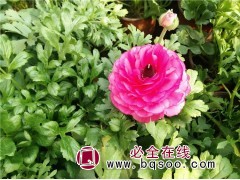 批发芹叶牡丹 菏泽诚美花木 菏泽芹叶牡丹基地直销 牡丹花苗图1