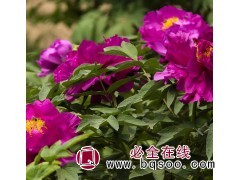 供应芍药  芍药营养杯苗 多年生草本花色鲜艳品种繁多 诚美图1