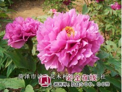 供应观赏牡丹苗，观赏牡丹品种齐全，观赏牡丹种苗 诚美花木图1