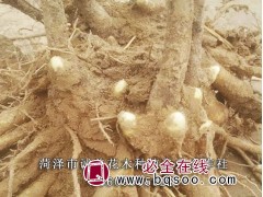 芍药苗，观赏芍药小苗批发，菏泽芍药大量现货批发 芍药鲜切花图1