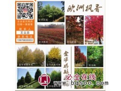 河南欧洲枫香小苗大量供应 欧洲枫香精品树 名优种植有限公司图1