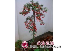 周口火棘价格 火棘种子价格，火棘种子价格多少钱？名优苗木图1