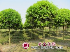 周口桂花价格，桂花基地，桂花价格走势图 名优苗木 桂花树图1