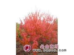 北美红栎,红栎,北美红栎价格，驻马店市名优种植有限公司图1