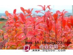 欧洲枫香，枫香_枫香价格，驻马店市名优种植有限公司图1