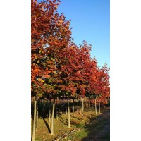 欧洲红栎基地，欧洲红栎工程苗，河南欧洲红栎基地，欧洲红栎批发