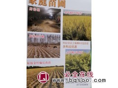 北京江山园林大量供应嫁接金叶榆、金叶榆小苗、金叶榆接穗图1