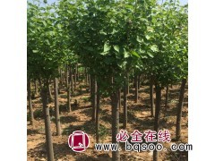 批发苗木 紫丁香 黄花丁香 丛生丁香 丁香苗 北京江山园林图1