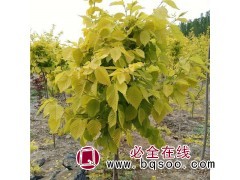 中华金叶榆 美人榆 黄金榆 中华金叶榆小苗 中华金叶榆价格图1