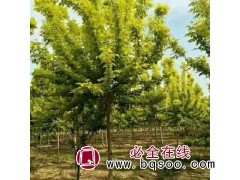 出售 金叶复叶槭小苗价格 金叶复叶槭繁殖 一公分金叶复叶槭图1