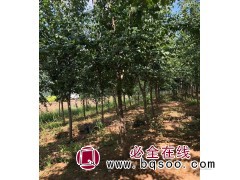 暴马丁香 白丁香 黄花丁香热卖中 黄花丁香批发 北京江山园林图1