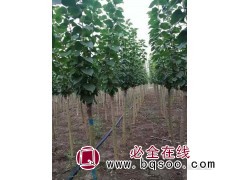 批发丁香 紫丁香 丛生丁香 嫁接丁香 白丁香 独杆丁香 丁香图1