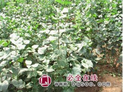 丁香小苗图1