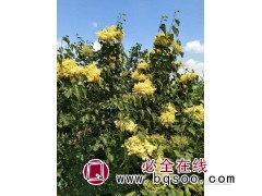 黄花丁香树图1