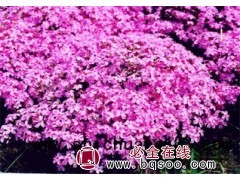 红叶景天_红叶景天价格_优质红叶景天图1