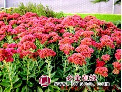 八宝景天_八宝景天价格_优质八宝景天图1