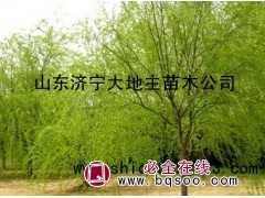 大量供应金丝垂柳 山东垂柳价格表 垂柳图片 大地主苗木图1