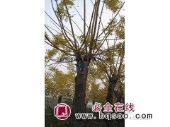 大量供应黄金槐 山东黄金槐价格表 黄金槐造型树 大地主苗木图1