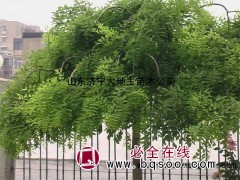 龙爪槐，现货供应 龙爪槐基地 山东龙爪槐价格表 大地主图1