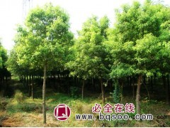 安徽黄山栾树价格，河南黄山栾树基地，黄山栾树工程苗图1