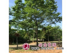 乌桕小苗，乌桕工程苗价格，河南乌桕价格，河北乌桕价格图1