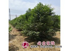 大叶女贞基地，大叶女贞图片，大叶女贞工程苗批发，大叶女贞基地图1
