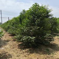 大叶女贞基地，大叶女贞图片，大叶女贞工程苗批发，大叶女贞基地