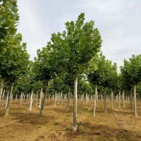 10公分种植造型速生法桐 法桐树价格 大连德泉园林 法桐树
