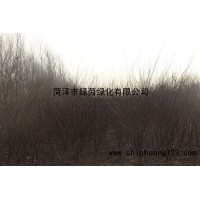 榆叶梅 山东榆叶梅基地 菏泽绿茵苗木公司 榆叶梅小苗供应