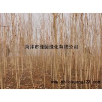 千头椿菏泽地区专供 菏泽绿茵苗木 千头椿小苗供应