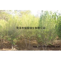 大量供应木槿 菏泽木槿苗价格 菏泽绿茵苗木 木槿树价格表