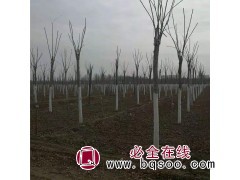 红叶椿10公分 一年冠 量大优惠 红叶椿基地苗 红叶椿图1