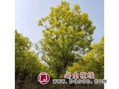 金叶白蜡小苗，10公分金叶白蜡价格，河北金叶白蜡工程苗供应图1