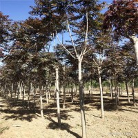 红叶椿 红叶椿基地 出售2-12公分工程苗景观绿化树椿树小苗 兴华苗圃