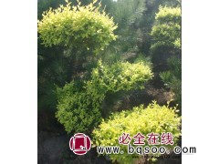 金叶榆_高接金叶榆价格_矮接金叶榆基地_嫁接金叶榆小苗图1