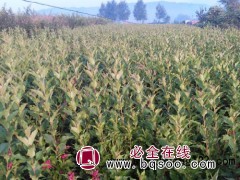 开原红王子锦带_开原红王子锦带价格|东北辽宁红王子锦带基地图1